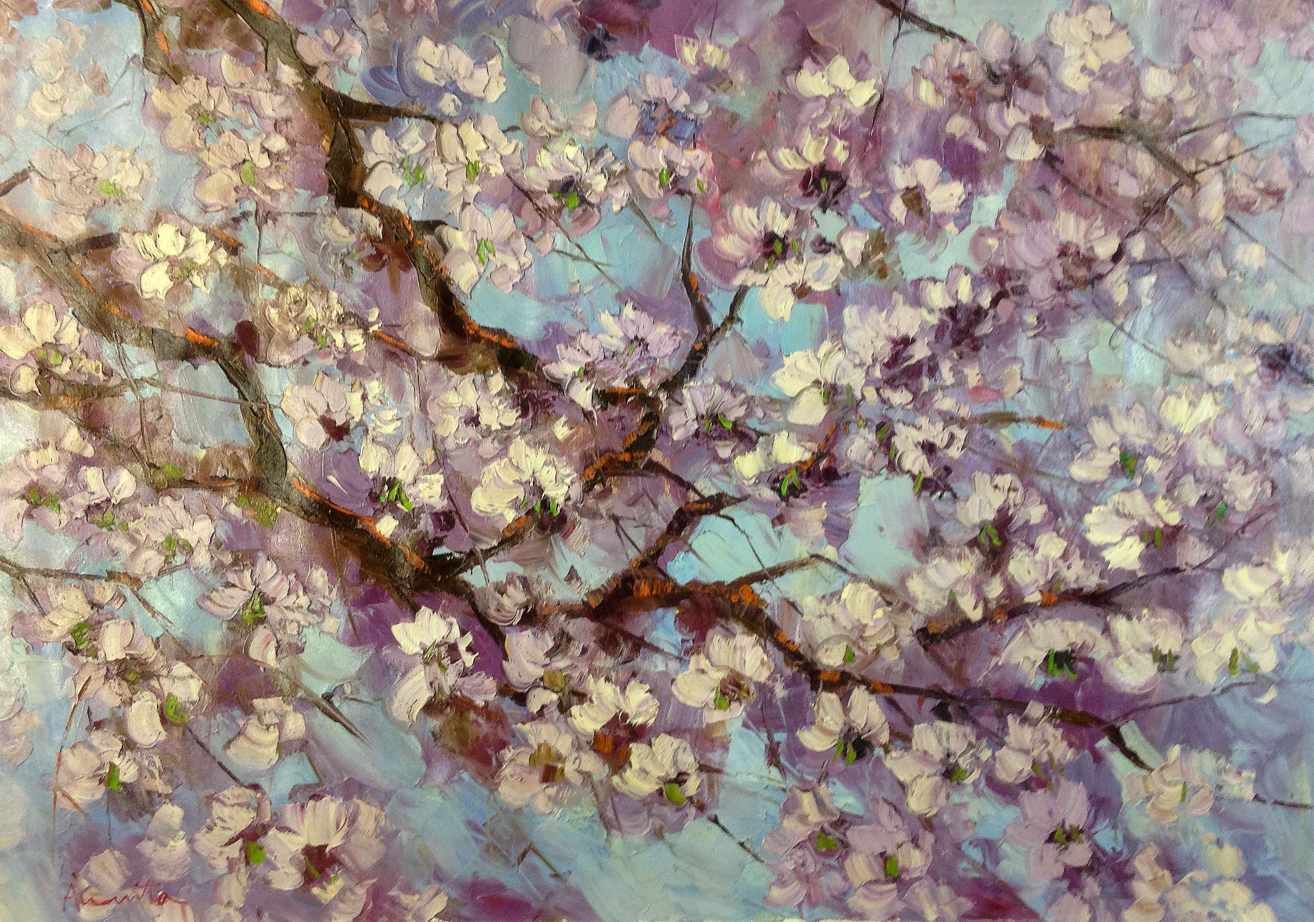 Cherry Blossoms