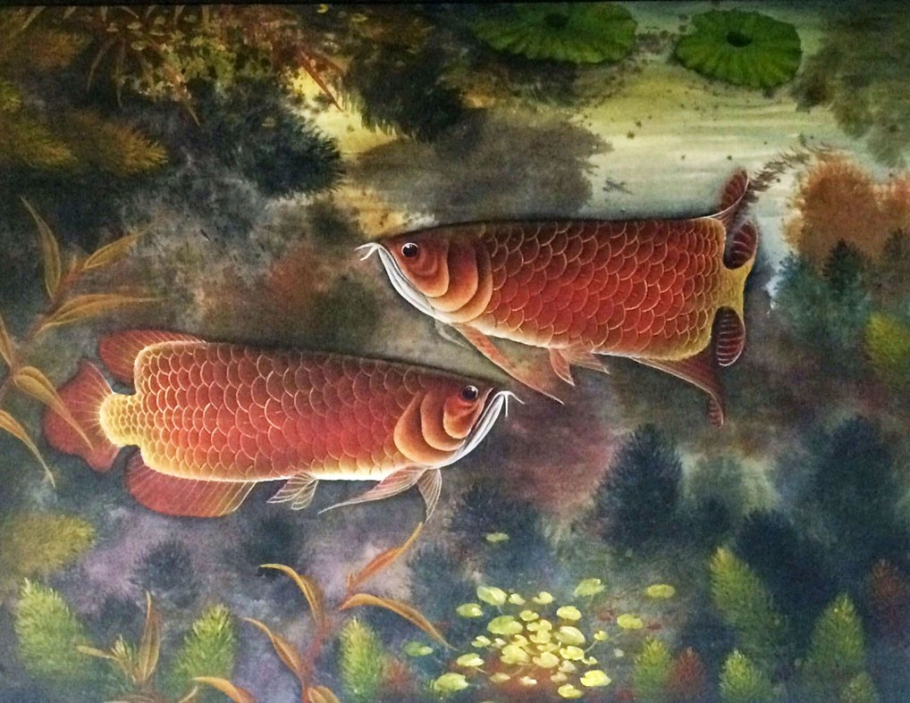 Blissful Arowana 3