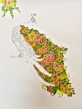 Peacock 1
